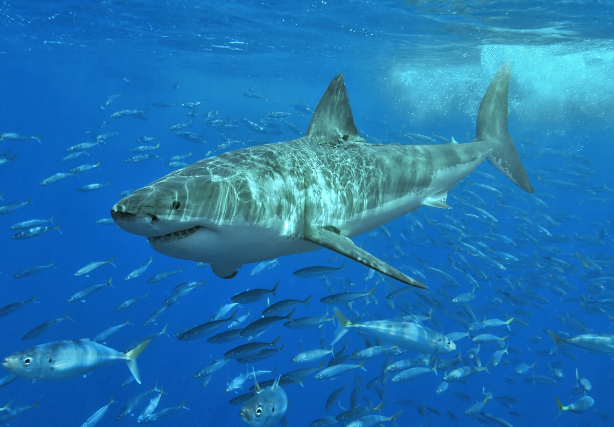 Brave surfer punching a great white shark in the Australian ocean waves
